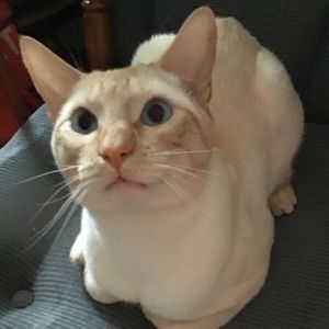 Meet your Posher, Lily